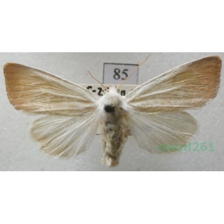 Arenostola phragmitidis (Hübner, 1803) Czech85